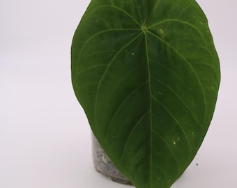 Anthurium Fontanimal Papi/Leland x Dressleri fp2