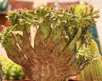 Aeonium Crested, grand pot de culture de 10 cm