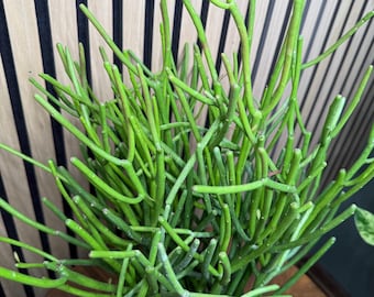 Firestick Cactus (Euphorbia tirucalli « Sticks on Fire ») – Plante succulente aux couleurs vives et aux couleurs changeantes