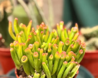 Oreille d'ogre en jade | 10 cm | Crassula