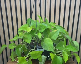 Neon Pothos