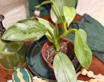 Philodendron 'Silver Sword' en pot de 10 cm