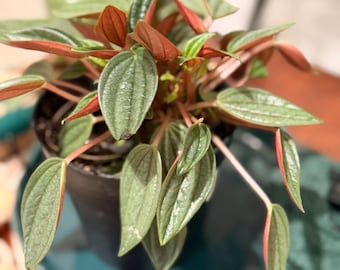 Peperomia Rosso 4 pouces