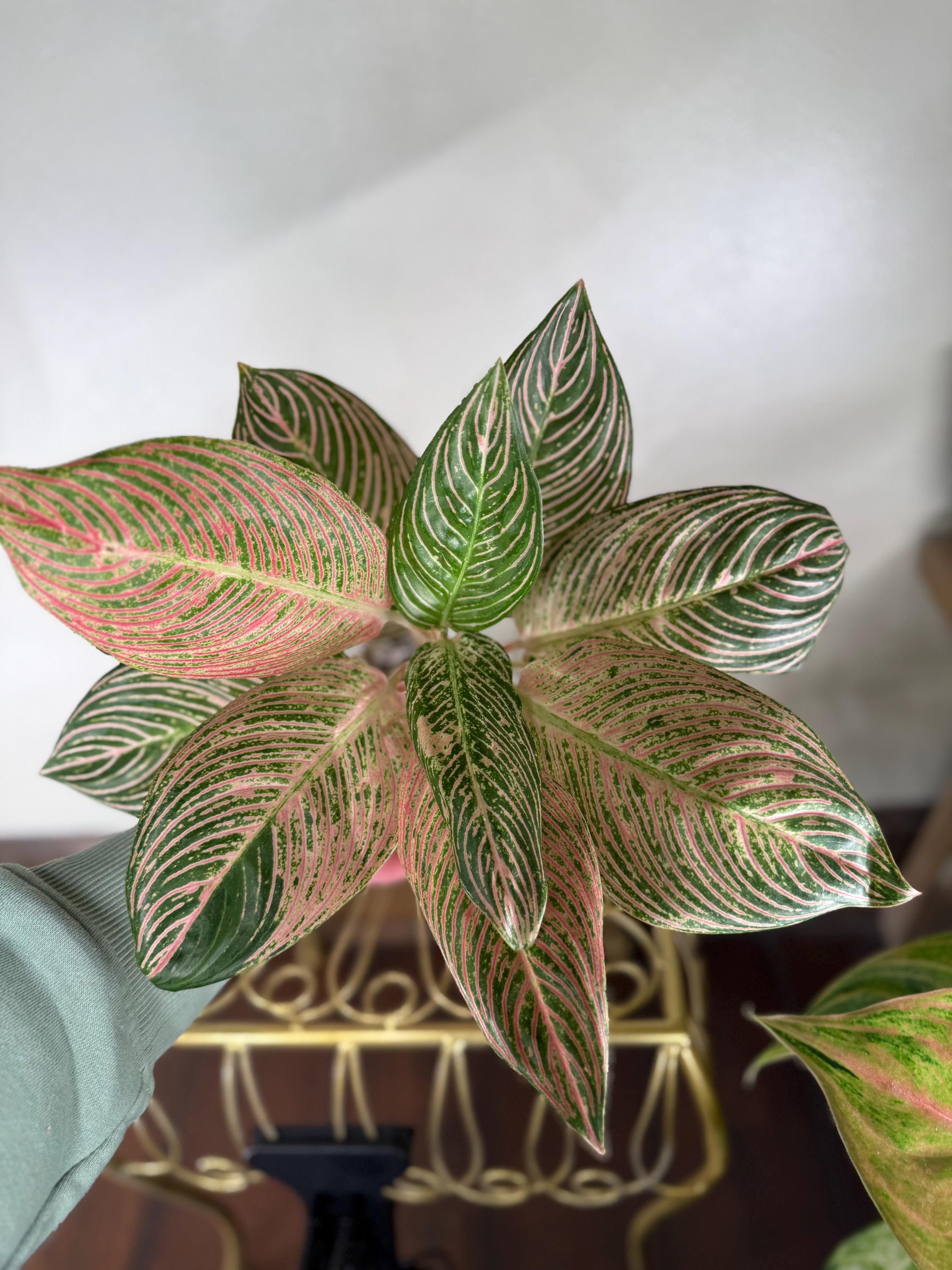 Aglaonema Golden Hope - Etsy
