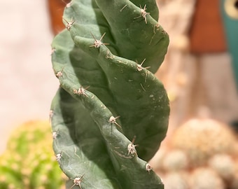 Pot de culture de 10 cm pour cactus Spiralis