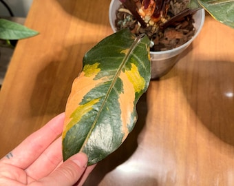 Anthurium Renaissance tricolore (plante réelle)