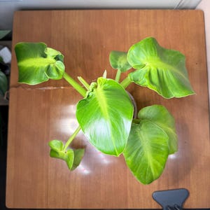 Philodendron rugosum - Etsy 日本