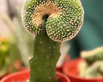 Notocactus Scopa Inermis Crested (greffé) | 3,5 pouces