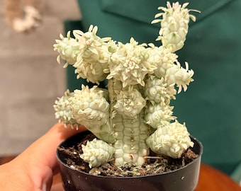 Euphorbe à épis de maïs panaché | 6,35 cm | Euphorbia Mammillaris Varigegata