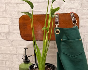 Alocasia 'petite Danseuse' - Pot 6"