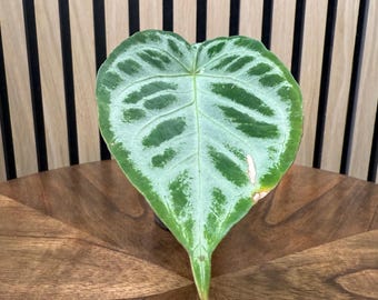 Anturio plateado ruborizado