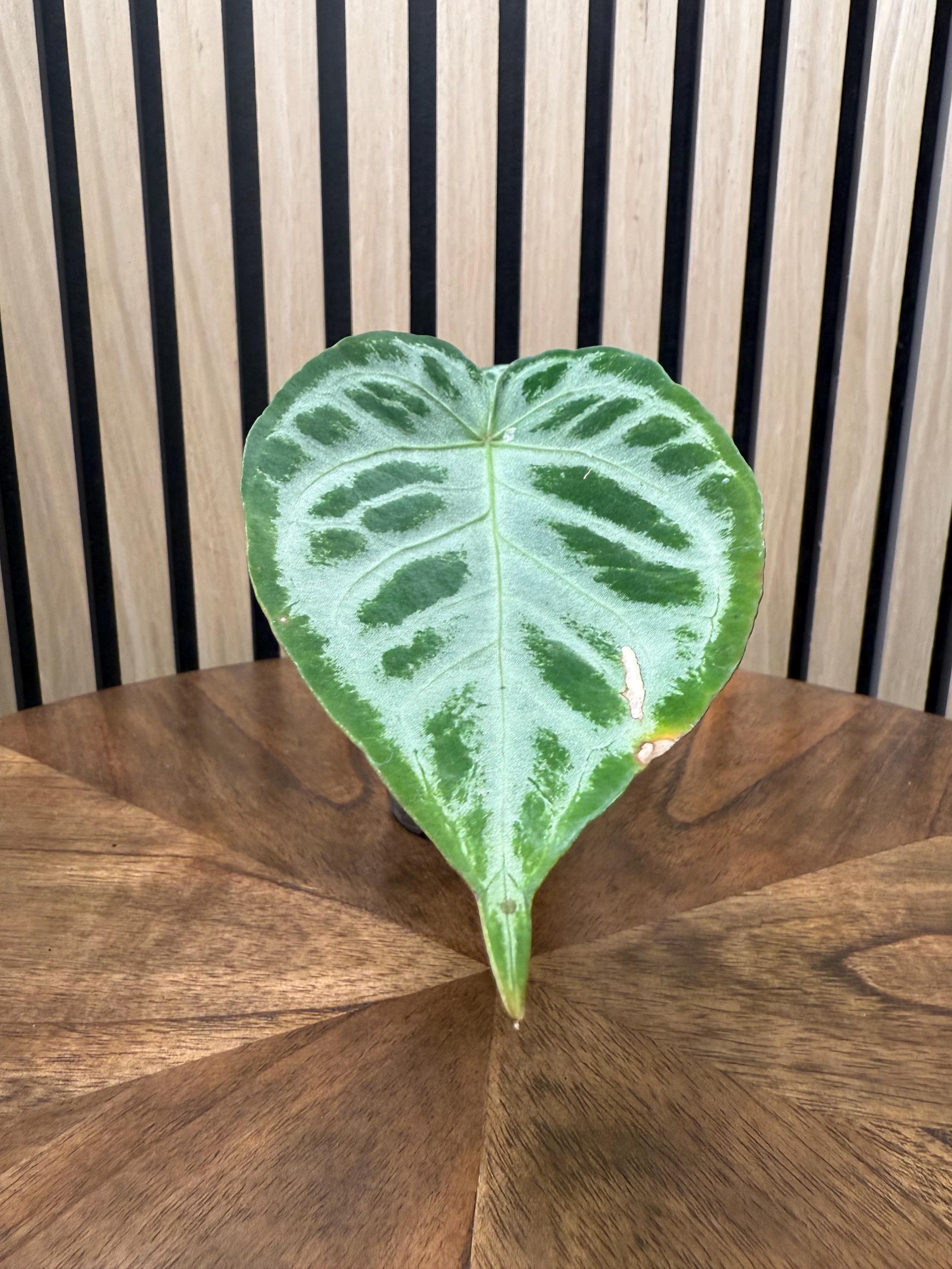 Anthurium silver blush - Etsy 日本