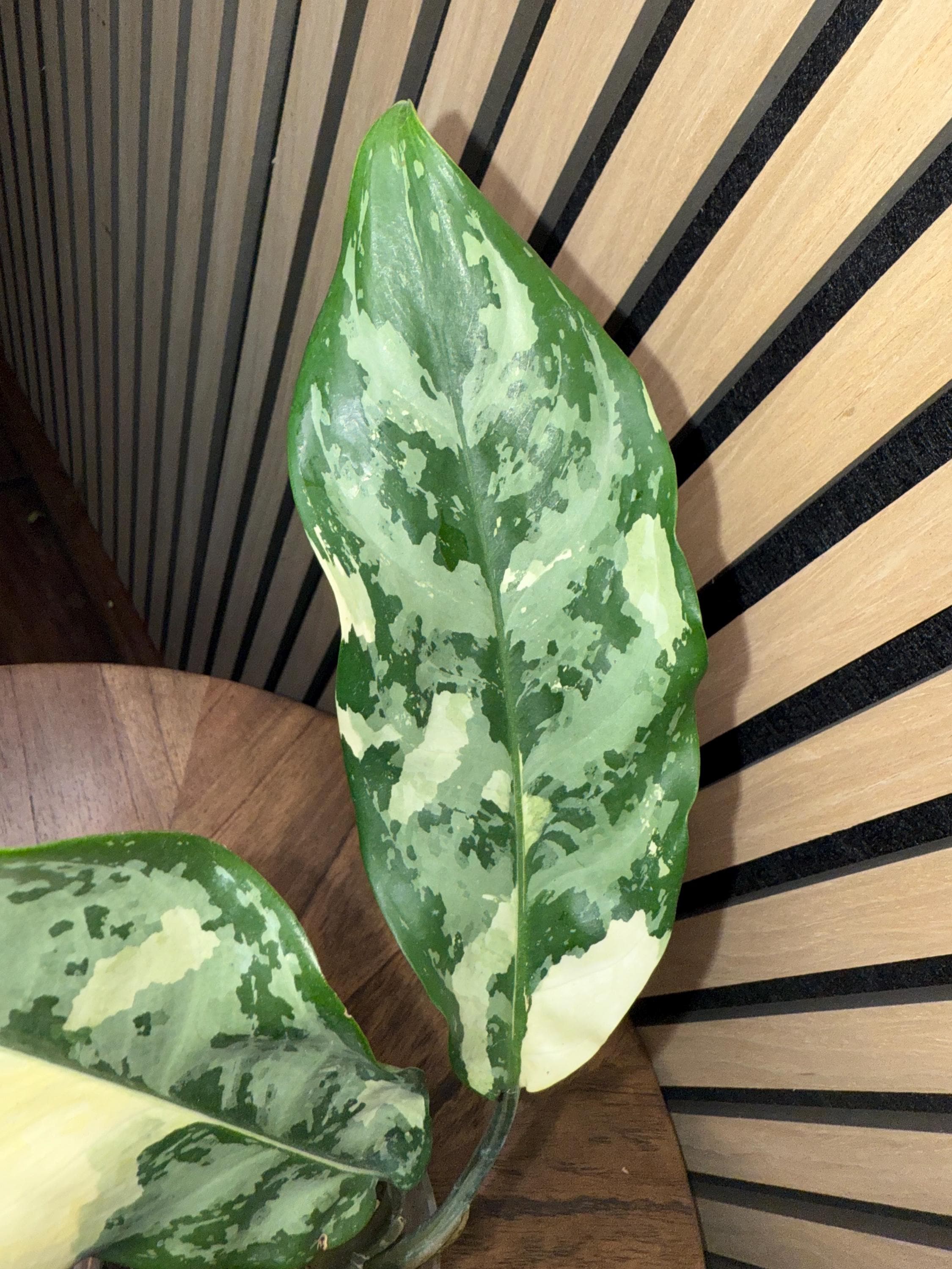 Variegated Aglaonema Manila Pride - Etsy