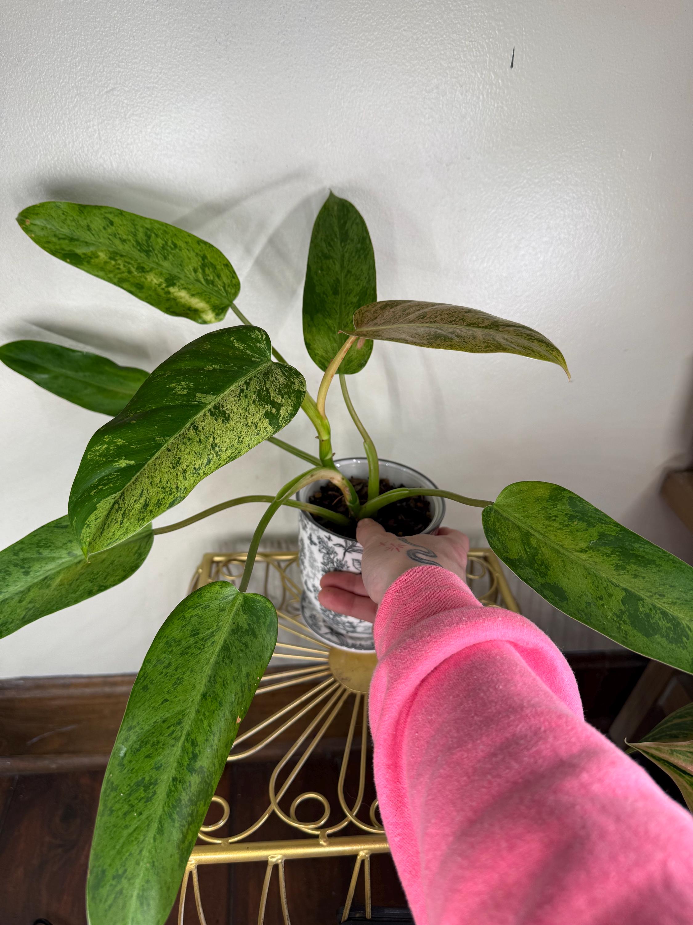 Philodendron whipple way - Etsy 日本