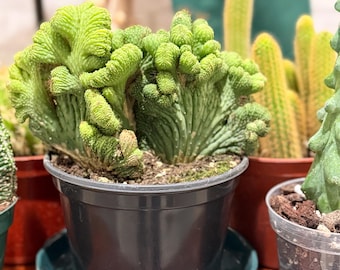 Pot de culture de 15 cm pour cactus vert corail