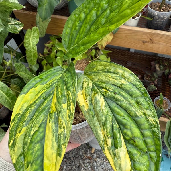 Monstera Peru var (Variegated Green Galaxy Plant)