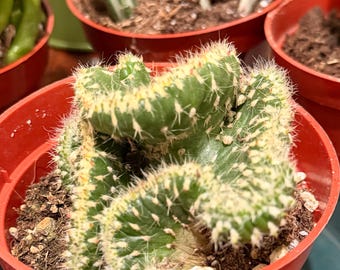 Idole d'émeraude | 10 cm | Austrocylindropuntia Cylindrica Cristata