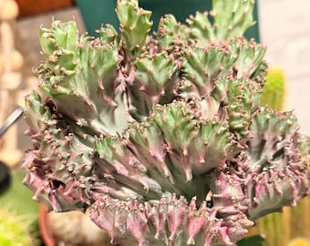 Cactus violet queue de sirène en pot de culture de 10 cm