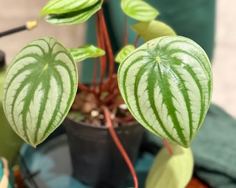 Peperomia Pastèque 4 pouces