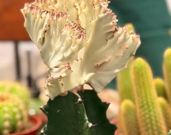 Cactus rose queue de sirène en pot de culture de 10 cm