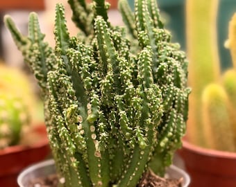 Pot de culture de 10 cm pour cactus Château de fées