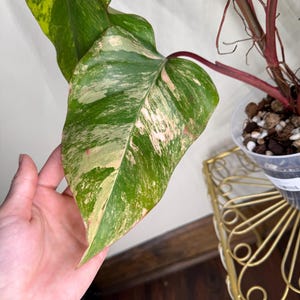 May include: Close-up of a variegated Philodendron leaf, showcasing a blend of green, cream, and pink hues. The leaf is held in a hand, with a gold-colored decorative stand and a plant pot in the background. The plant has red stems.