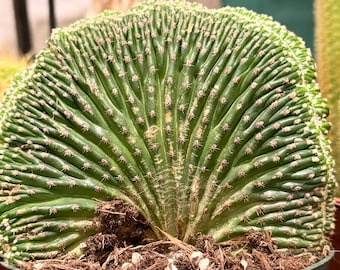 Echinopsis Arachnacantha Cristata Pot de culture de 4 pouces