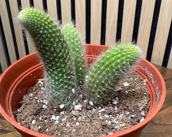 Cactus queue de singe (Cleistocactus colademononis)