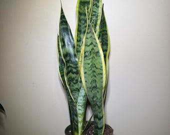 Sansevieria Laurentii (plante de serpent / langue de la belle-mère)