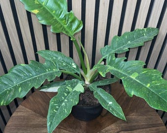 philodendron lemon Philodendron main image 1