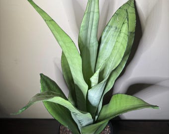 現在、この商品の在庫はありません - Etsy