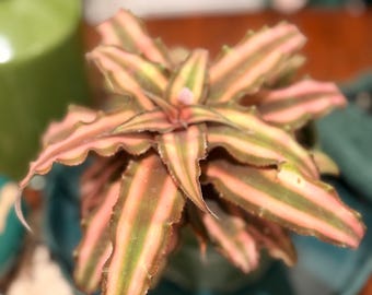 Broméliacée étoile rose en pot de 10 cm
