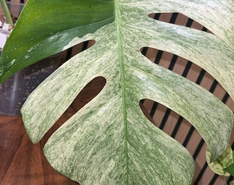 Monstera Mint - Monstera panaché rare