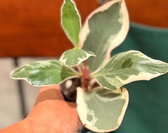 Peperomia Ginny 3 pouces