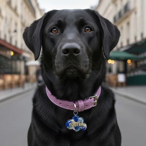 Op de afbeelding: Een zwarte Labrador met bruine ogen, draagt een lichtpaarse halsband en een wolkvormige hondenpenning. De penning toont de naam "POTTER" in witte letters. De hond staat op een straat, met gebouwen op de achtergrond.