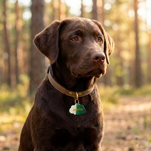 May include: A chocolate Labrador Retriever wearing a tan collar with a gold-colored tag. The tag is shaped like a cloud and has the name "AMIGO" on it. The dog is in a forest setting with soft sunlight.
