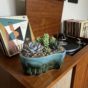 May include: A teal ceramic planter with a relief pattern of mushrooms containing a variety of succulents, including a large rosette-shaped echeveria, several upright sedum stems, and a small, dark green, white-striped haworthia plant.