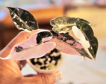 Variegated Alocasia Amazonica Splash Tissue Culture Plant - Etsy