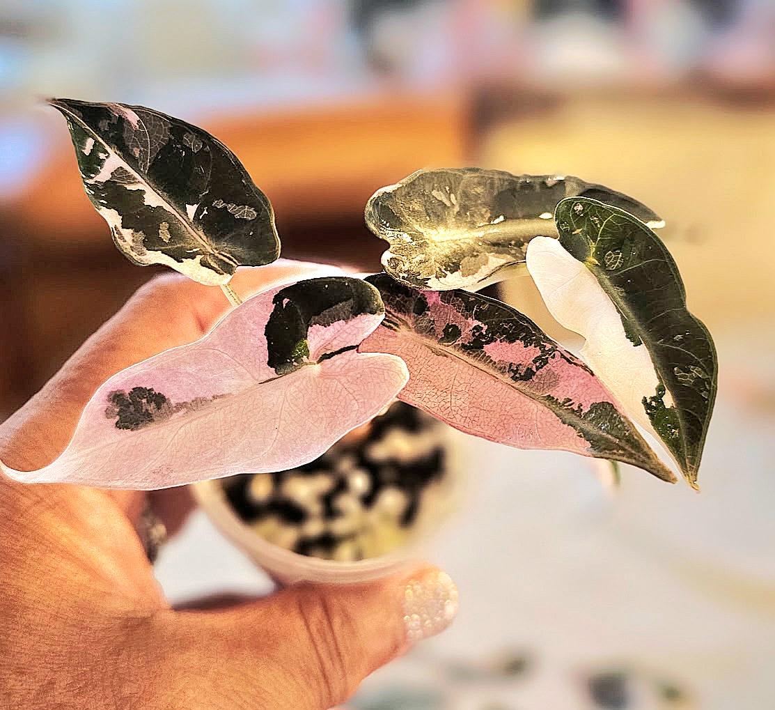 Alocasia Cuprea Albo Pink - Etsy