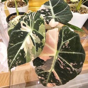 May include: An Alocasia plant featuring large, heart-shaped leaves with a variegated pattern of deep forest green, creamy white, and soft pink splashes. The foliage displays prominent light-colored veins and a smooth, matte texture throughout.