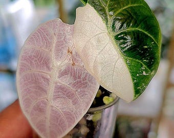 6887 Variegated Dioscorea Pink/mint Pixel Pup - Etsy