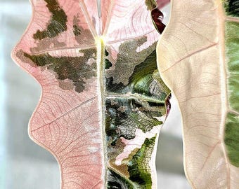 6887 Variegated Dioscorea Pink/mint Pixel Pup - Etsy
