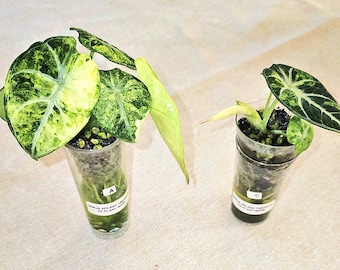 『SALE』Alocasia Ninja Tricolor (TC) 【8-12 Alocasia Ninja Tricolor - Etsy