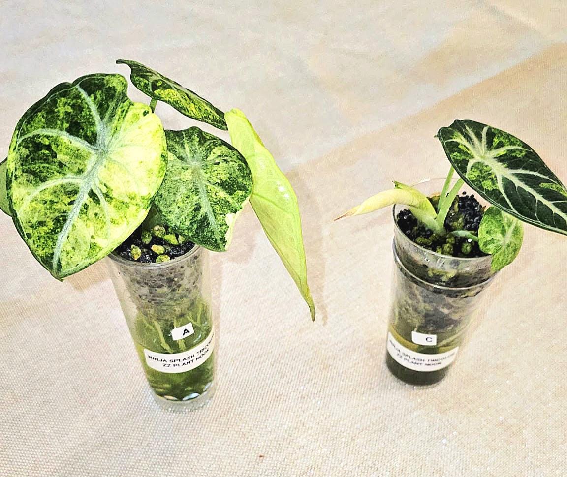 『SALE』Alocasia Ninja Tricolor (TC) 【8-16 Alocasia Ninja Tricolor Variegated 4