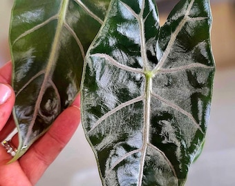 Black Bone Pink Vein Alocasia Corm, Rare Collector Corm