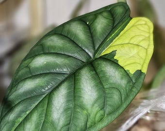 Multicolor Amazonica Variegated Alocasia Starter Plants - Etsy