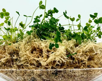 Hoogwaardig veenmos, zeer zuiver (99,9%), voor binnenteelt in hydrocultuur, orchideeën en terrariums.