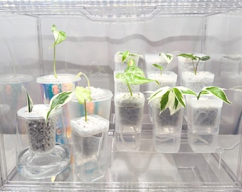 Acryl Mini Gewächshaus Urban Jungle + 3 Stufen Acryl Klar Präsentationsregal Stecksysteme Propagation Box Stecklinge Babypflanzen Greenhouse