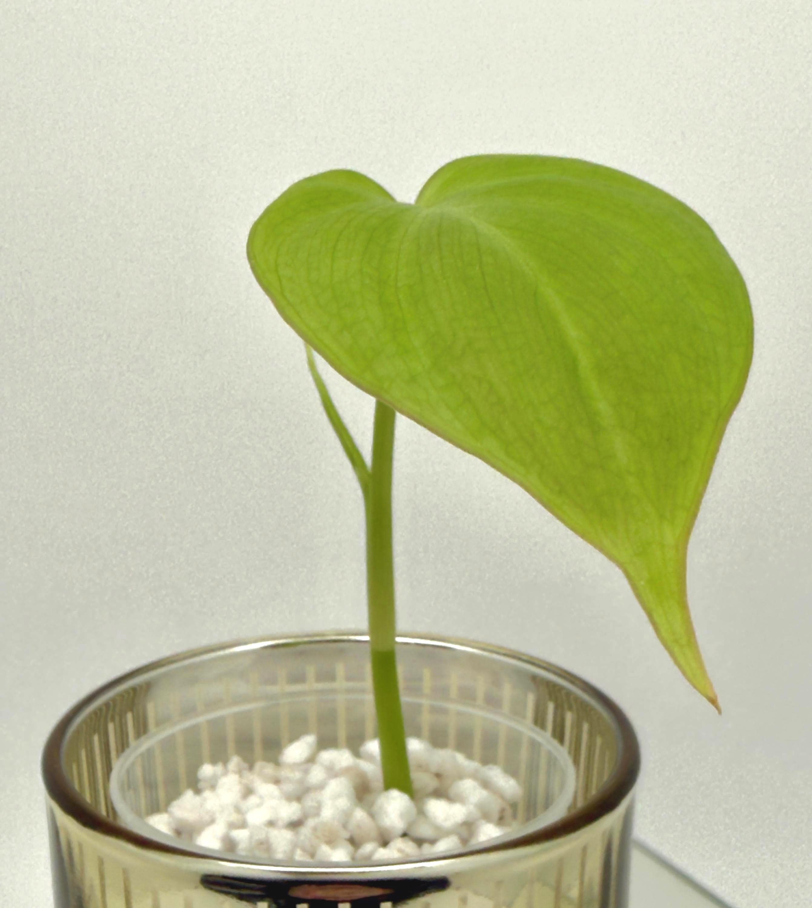 fire and ice hosta plant Hosta Fire and Ice Plantain Lily for sale