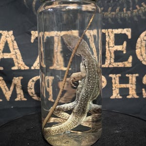 Ejemplar húmedo de lagarto